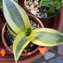 Succulent Cacti Plant Collection Image 3