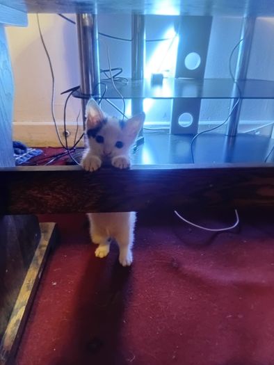 2 Kittens