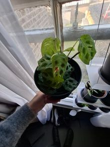 Prayer plant
