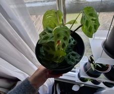 Prayer plant