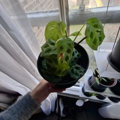 Prayer plant