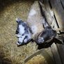 Pygmy goats  female kids Image 4