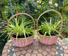 Two spider plant baskets