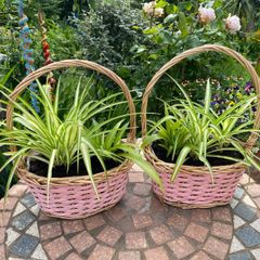 Two spider plant baskets