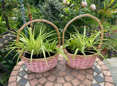 Two spider plant baskets