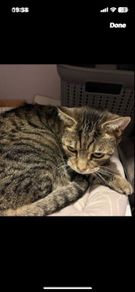 cat fostering or adoption