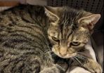 cat fostering or adoption