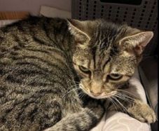 cat fostering or adoption