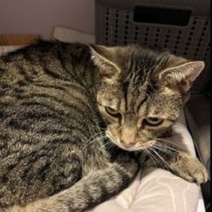 cat fostering or adoption