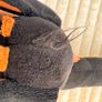Secret Life Of Pets Buddy The Dachshund Sausage Dog Soft Plush approx. length 41 cm. (without tale) Used Please see photos Image 7