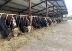 Pedigree angus bulls