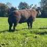 2 Super pb blue Texel hogget rams Image 9