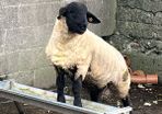 Pedigree Suffolk rams for sale