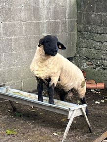 Pedigree Suffolk rams for sale