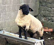 Pedigree Suffolk rams for sale