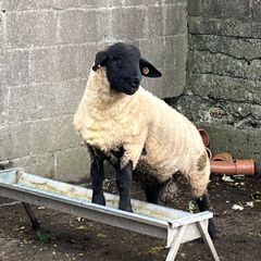 Pedigree Suffolk rams for sale