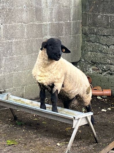 Pedigree Suffolk rams for sale