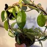 plant Image 2
