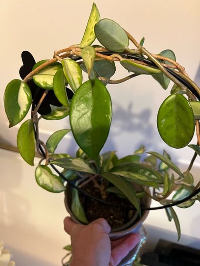 plant