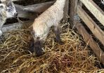 Pet lamb