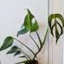 Monstera Burle Marxx flame Plant Image 4