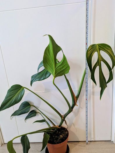 Monstera Burle Marxx flame Plant