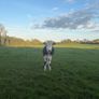 Hereford Heifers Image 9