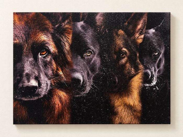Four Dog Portrait Canvas Print 40cm x 30cm