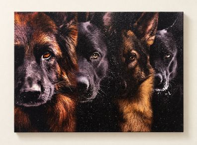 Four Dog Portrait Canvas Print 40cm x 30cm