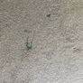 2 bedroom carpets Image 6