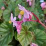 hardy begonia - begonia grandis claret jug Image 4