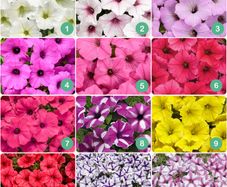 Premium Supertunia Vista Plants 3 for 10euro