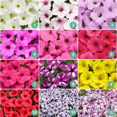 Premium Supertunia Vista Plants 3 for 10euro