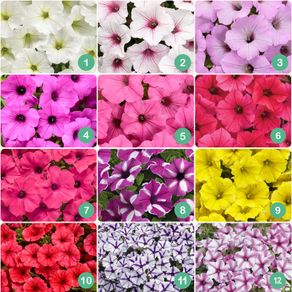 Premium Supertunia Vista Plants 3 for 10euro