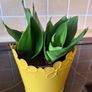 Small Sansevieria Hahnii in Yellow Pot Image 2
