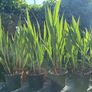 Lucifer Plants Image 5