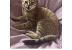 Missing kitten