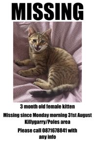 Missing kitten