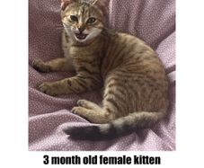 Missing kitten