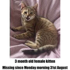 Missing kitten