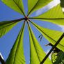 Chestnut tree Image 5
