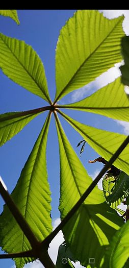 Chestnut tree