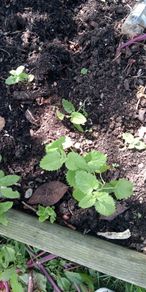 Lemon balm plants