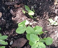 Lemon balm plants
