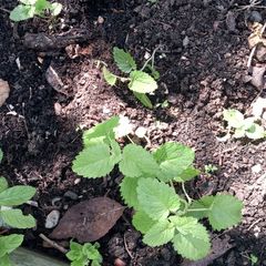 Lemon balm plants