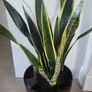 Sansevieria Laurentii planter Image 3
