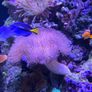 marine  corals Image 7