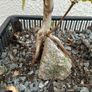 Native Irish Field Maple Bonsai Image 2