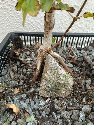 Native Irish Field Maple Bonsai
