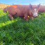 Tamworth weaners Image 5